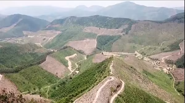 Nhiều diện tích rừng phòng hộ trên địa bàn thị xã Đông Triều bị chặt phá.
