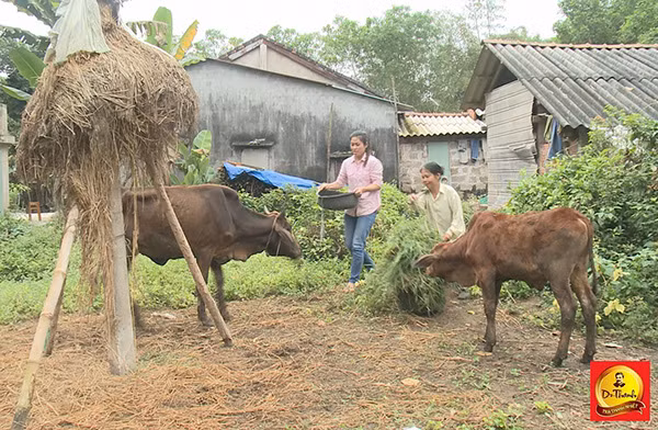 Con gái chị Chi phụ mẹ chăm sóc đàn bò.