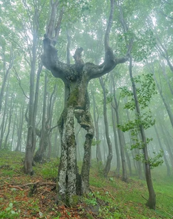 "Người cây" chăng?