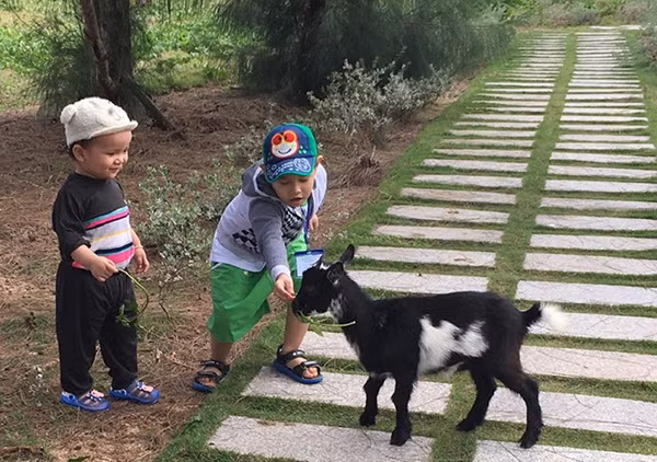 Tại FLC Zoo Safari Park thuộc FLC Quy Nhơn, các bé được tham gia vào những hoạt động thú vị và tìm hiểu đời sống các loài vật trong môi trường gần gũi với tự nhiên.