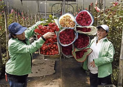 Trồng hoa là nghề mang lại thu nhập tốt ở Ecuador. Ảnh: ITC.