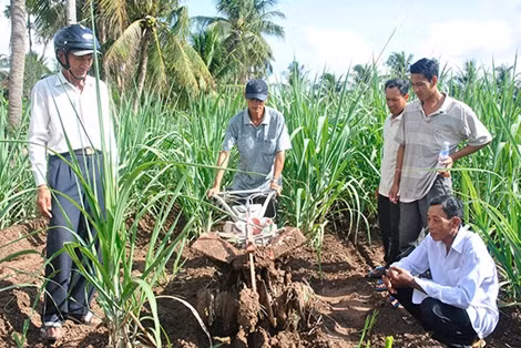 Bấp bênh cây mía cù lao