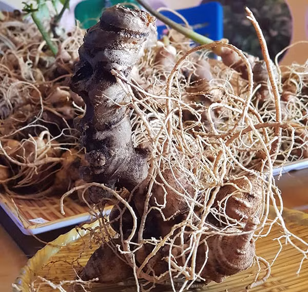 Phiên chợ sâm Ngọc Linh đã thu hút được 2,5 nghìn lượt khách tham quan. Đặc biệt, thu về tổng doanh thu đạt 4,9 tỷ đồng cho người dân địa phương. Phiên chợ sâm Ngọc Linh đã thu hút được 2,5 nghìn lượt khách tham quan. Đặc biệt, thu về tổng doanh thu đạt 4,9 tỷ đồng cho người dân địa phương.