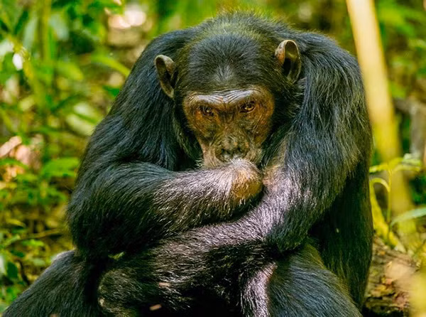 Một trong những chú tinh tinh ở công viên quốc gia Kibale của Uganda. Phần nhiều những chú tinh tinh ở đây thường bị mất chân, mất tay do vướng phải các dây kim loại mà con người sử dụng. Khoảng 15-25% tinh tinh Uganda bị “khuyết tật” vì “giao tranh” với con người.