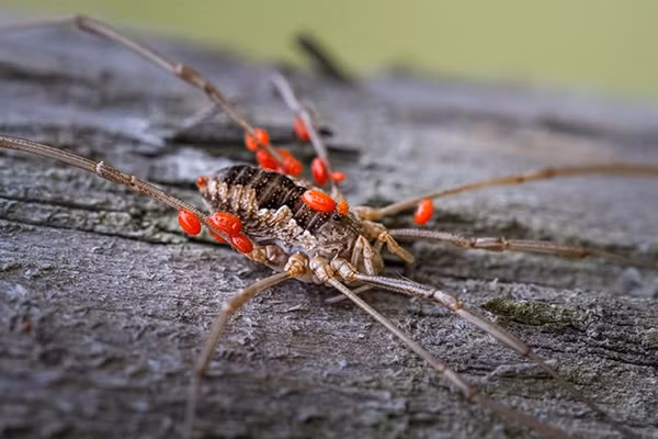 Nhện chân dài (hay còn gọi là con chôm chôm) được tô điểm màu sắc bởi những con bọ ve màu đỏ, trông khá bắt mắt.
