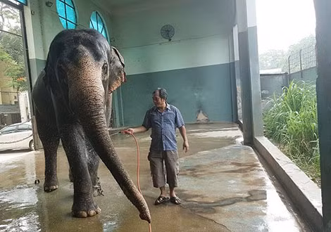 Anh Võ Văn Giang bên chú voi Na.