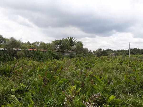 Khu đất Nông trường Dừa.