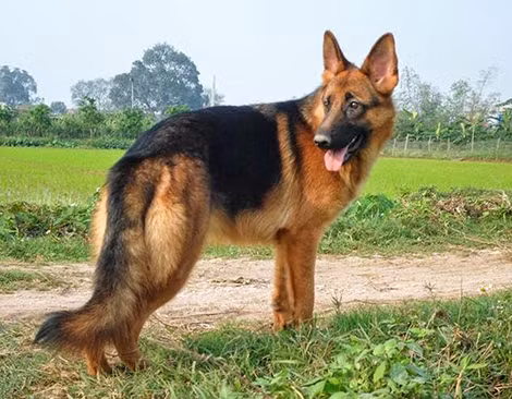 Chó Béc giê được nhiều gia đình nuôi.