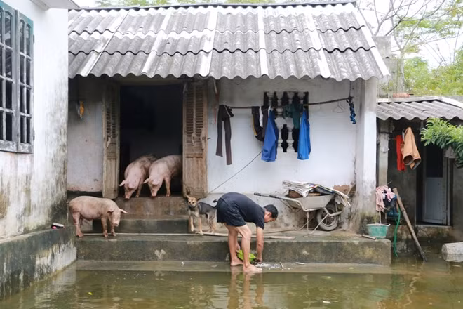 Đợt ngập lụt vừa qua tại Chương Mỹ khiến nhiều gia đình tại đây "rơi vào cảnh" sống chung với vật nuôi.