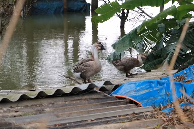 Bởi những nơi này hầu hết còn đang chìm sâu dưới nước.