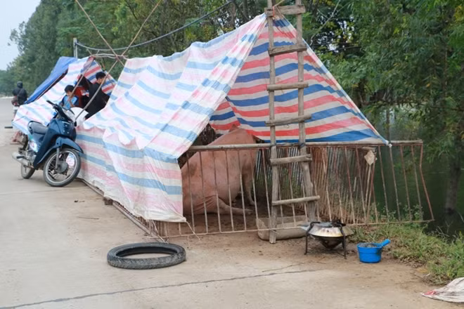 Những hộ khác thậm chí phải đưa đàn vật nuôi lên "cư ngụ" tạm thời trên mặt đê.