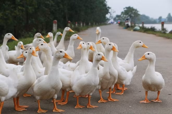 Trong khi một đàn vịt "tung tăng" trên bờ đê