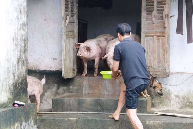 Nhiều hộ dân buộc phải đưa đàn vật nuôi lên vào nhà để cứu tài sản khỏi dòng nước. Trong ảnh một gia đình tại xã Tân Tiến với đàn lợn được nuôi trong bếp trong khi chờ nước rút.