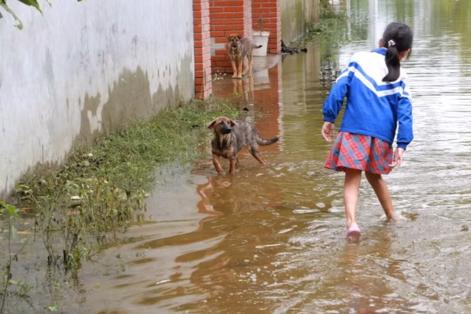 Đợt ngập nặng lần này không chỉ gây khó khăn cho con người.