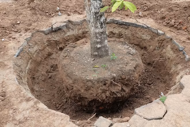 Một cây đã được bứng gốc sẵn sang đợi di chuyển. Các nhân viên tại đây cho hay phải đào chậm và để lại một ít đất để tránh làm hư hại bộ rễ của cây.