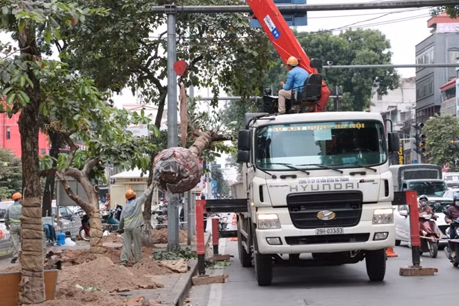 Xe tải chuyên dụng được dùng để di dời và vận chuyển những cây bằng lăng trên phố Kim Mã