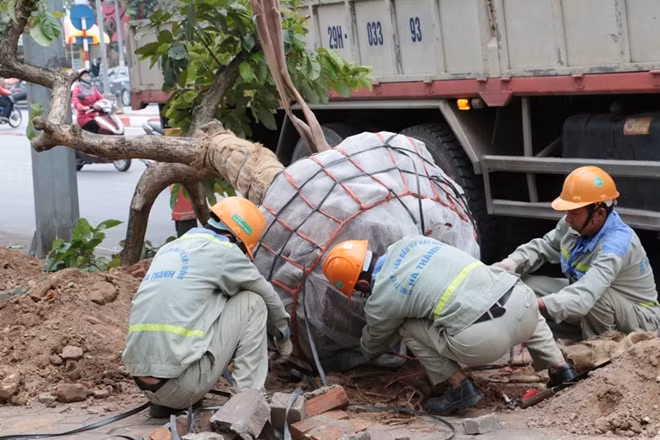 Công việc di dời hàng cây bằng lăng bắt đầu từ sáng nay (22-11) và dự kiến sẽ kéo dài nhiều ngày.