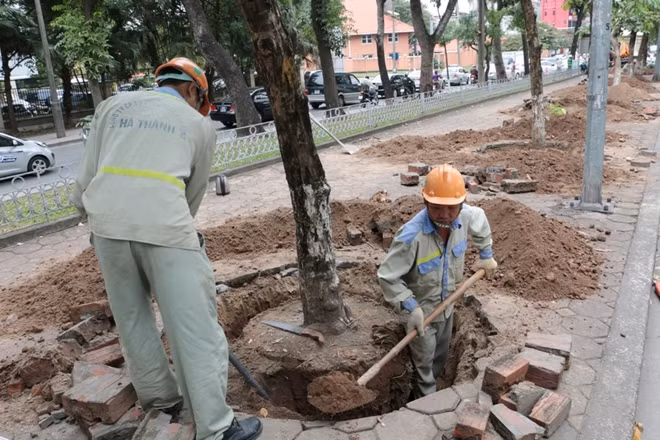 Những cây bằng lăng sẽ được đánh lên để phục vụ đi di chuyển.