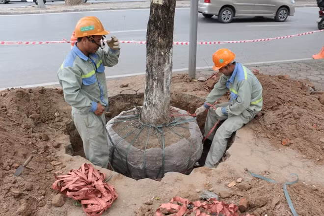 Sau đó người bọc rễ cây trong lớp nilong .