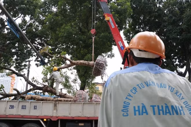 Những cây bằng lăng tại phố Kim Mã sẽ được chuyển tới một cơ sở ươm cây ở Đông Anh. Sau khi trải qua quá trình chăm sóc phục hồi, những cây bằng lăng này sẽ được tái trồng mới tại một số địa điểm của Hà Nội.