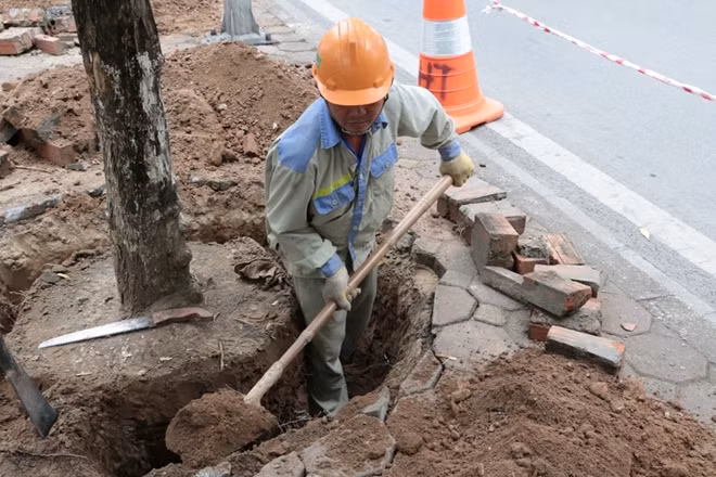 Phải làm từng cây một để đảm bảo mỗi cây đều sống đươc tại nơi trồng mới.