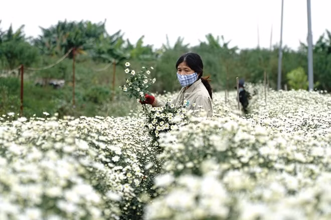 Các cánh đồng ngoài bờ sông Hồng thuộc phường Quảng Bá, Nhật Tân, quận Tây Hồ, Hà Nội những ngày này chìm trong sắc trắng của cúc họa mi.