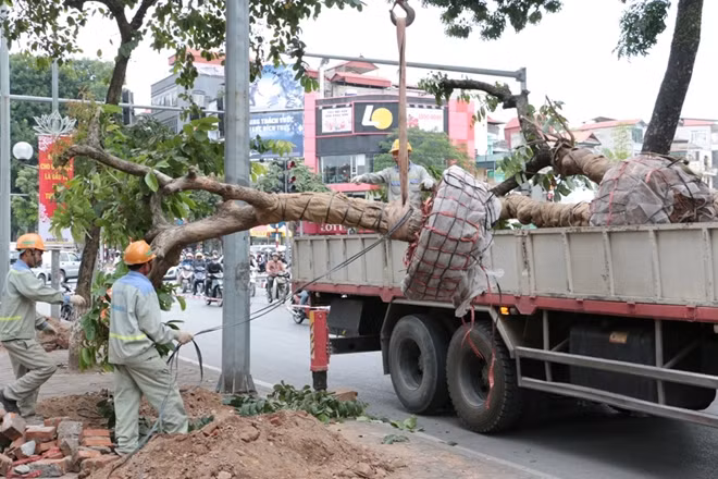 Xe tải chuyên dụng được dùng để di dời và vận chuyển những cây bằng lăng trên phố Kim Mã
