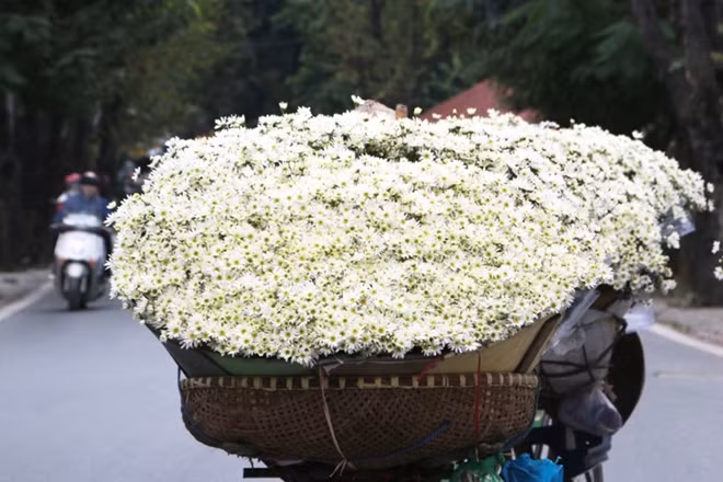 Một bó hoa lớn ước chừng khoảng 40 bó nhỏ, mỗi bó nhỏ đổ buôn thường từ 40.000 – 50.000 đồng. Với giá bán dao động từ 35.000 - 50.000 đồng/bó cúc họa mi, mỗi xe hoa như thế này là nguồn thu nhập không nhỏ với người nông dân.