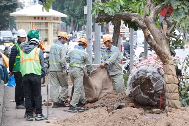 Công việc di dời hàng cây bằng lăng bắt đầu từ sáng nay (22-11) và dự kiến sẽ kéo dài nhiều ngày.