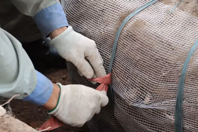 Sau đó người bọc rễ cây trong lớp nilong .