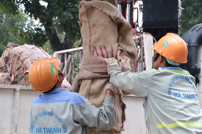 Thân cây cũng được phủ một lớp bọc ngoài tránh hư hại trong quá trình di dời.