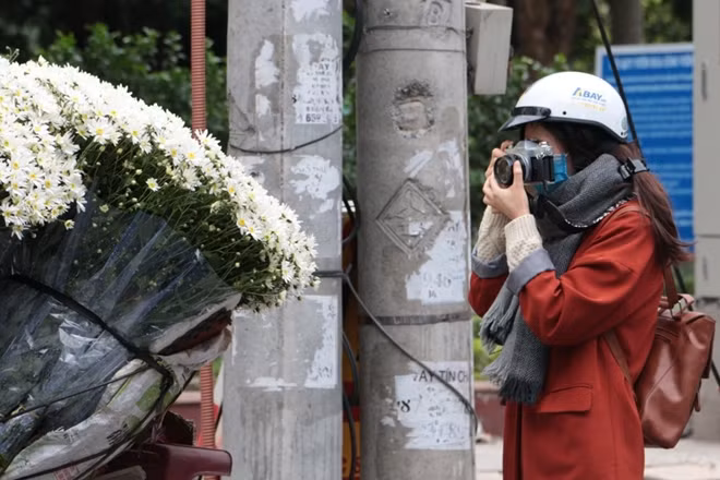 Loài hoa cúc hoa mi nhận được nhiều sự yêu thích của cư dân Hà Nội bởi vẻ đẹp thanh khiết, cũng như thời gian tồn tại ngắn ngủi.