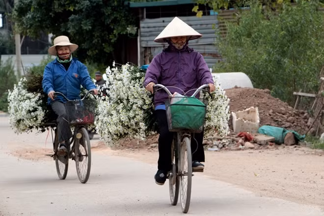 Các hộ gia đình trồng hoa thường cắt hoa vào sáng sớm.