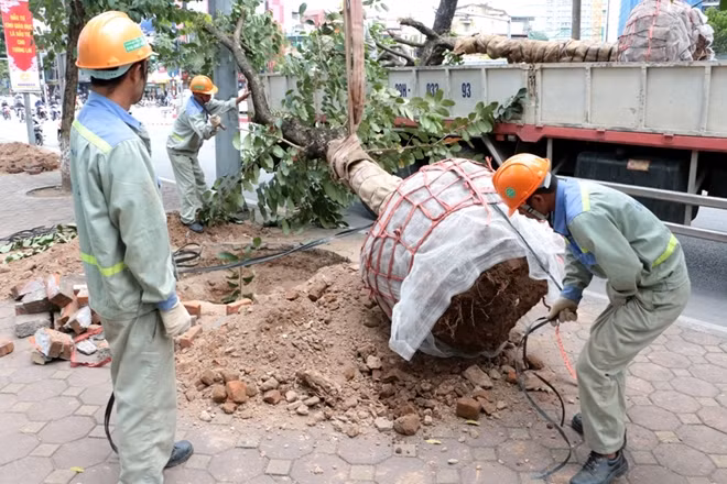 Thân cây cũng được phủ một lớp bọc ngoài tránh hư hại trong quá trình di dời.