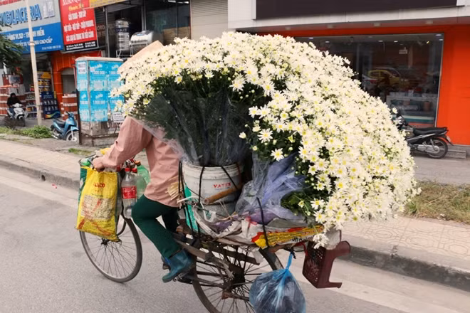 Một bó hoa lớn ước chừng khoảng 40 bó nhỏ, mỗi bó nhỏ đổ buôn thường từ 40.000 – 50.000 đồng. Với giá bán dao động từ 35.000 - 50.000 đồng/bó cúc họa mi, mỗi xe hoa như thế này là nguồn thu nhập không nhỏ với người nông dân.