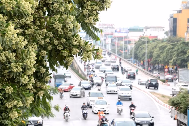Đường Trần Duy Hưng giờ cũng là một địa điểm gắn liền với hình ảnh cây hoa sữa.