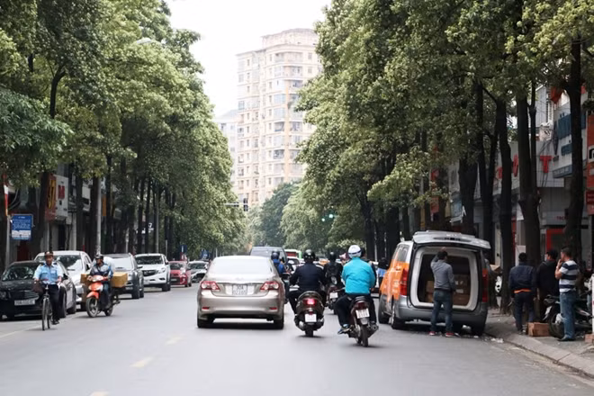 Sở dĩ được trồng nhiều như vậy là bởi cây hoa sữa phát triển nhanh, ít sâu bệnh, cho bóng mát quanh năm