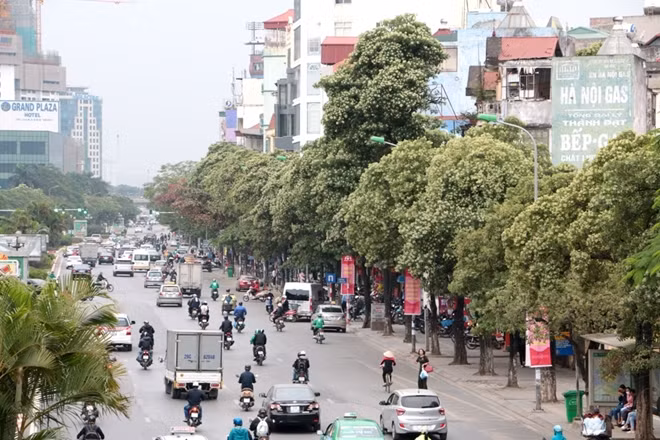 Người tham gia giao thông di chuyển qua nhiều tuyến phố trên Hà Nội đều cảm nhận rõ mùi hoa sữa ngào ngạt trong những ngày này.
