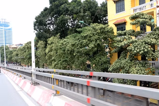 Một số ý kiến khác còn cho rằng nên tỉa bớt cành hoa sữa mỗi khi đến mùa trổ hoa.