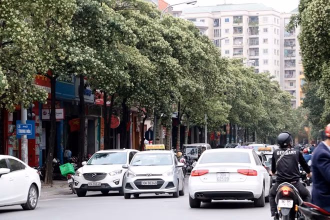 Tuy nhiên, hoa sữa có mùi thơm nếu trồng với mật độ vừa phải và nồng nặc khi trồng với mật độ cao