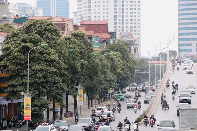 Nếu như trước đây, hoa sữa "được mặc định" với phố Nguyễn Du, Quang Trung thì giờ nhiều tuyến phố tại Hà Nội cũng được trồng dày đặc loại cây này.