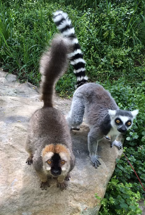 Vượn cáo Madagascar có hơn 100 loài khác nhau, muôn hình muôn vẻ.