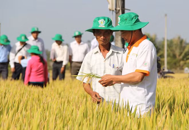 Một cánh đồng lúa giống chất lượng cao ở huyện Thoại Sơn (An Giang).