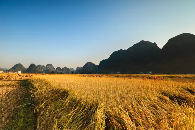 Ngày mùa. Ảnh: Đình Nguyễn. Ngày mùa. Ảnh: Đình Nguyễn.