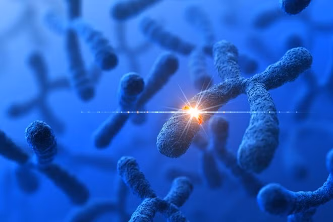 Các hoán vị và tổ hợp của các đột biến gene tác động đến thiên hướng tay thuận.