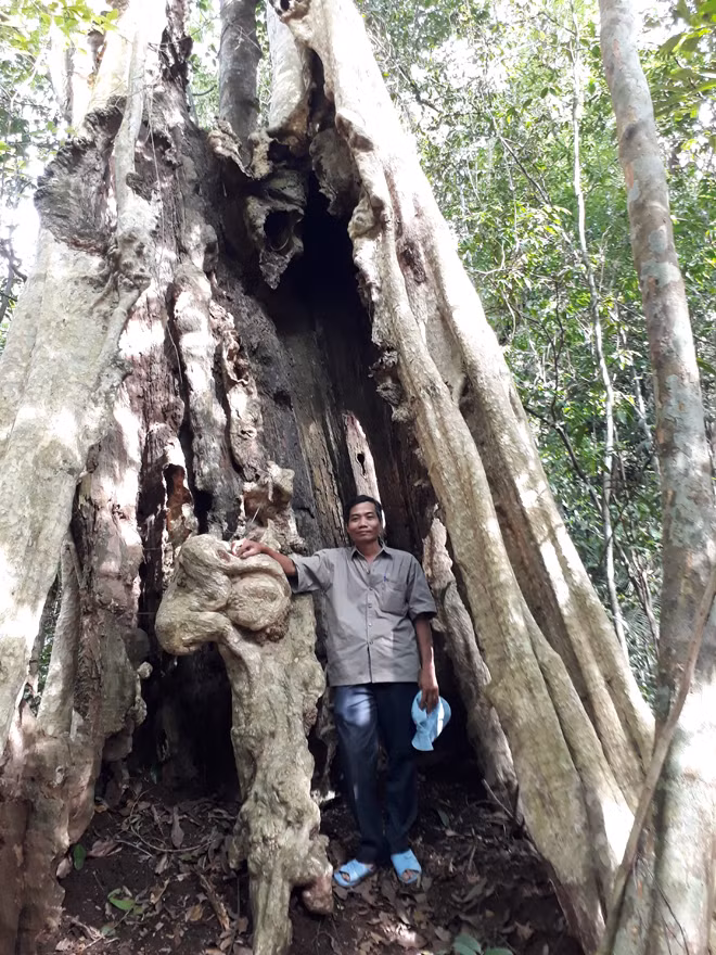 Cây bằng lăng sơn nữ.