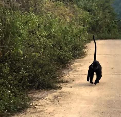 Voọc Trachypithecus hatinhensis được phát hiện tại Hướng Lập. (Ảnh do Bộ Chỉ huy Bộ đội Biên phòng tỉnh Quảng Trị cung cấp)