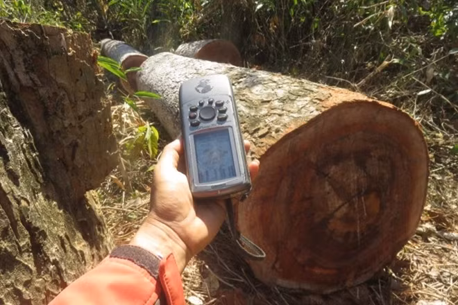 Một nhà hoạt động rừng đang dùng dữ liệu GPS để theo dõi hoạt động đốn gỗ lậu ở Prey Lang. Ảnh nguồn: Cambodia Human Rights Task Force.