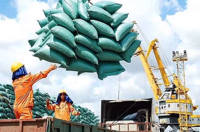 Trong danh sách đăng ký tờ khai XK xuất hiện những DN đã trúng thầu dự trữ quốc gia mặt hàng gạo.