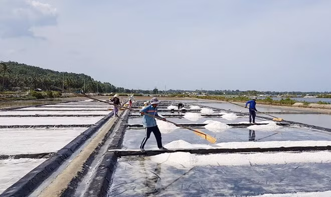 Diêm dân tất bật thu hoạch muối hạt trên đồng muối Tuyết Diêm.